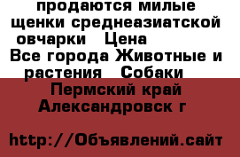 продаются милые щенки среднеазиатской овчарки › Цена ­ 30 000 - Все города Животные и растения » Собаки   . Пермский край,Александровск г.